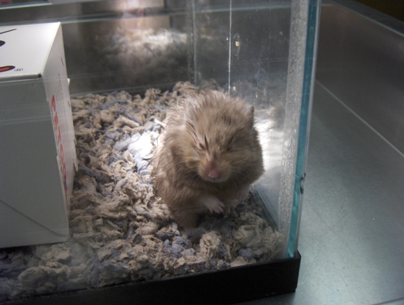 Hamster Feeling Better | Veterinarians in Clio | Clio Animal Hospital Hamster Feeling Better | Veterinarians in Clio | Clio Animal Hospital